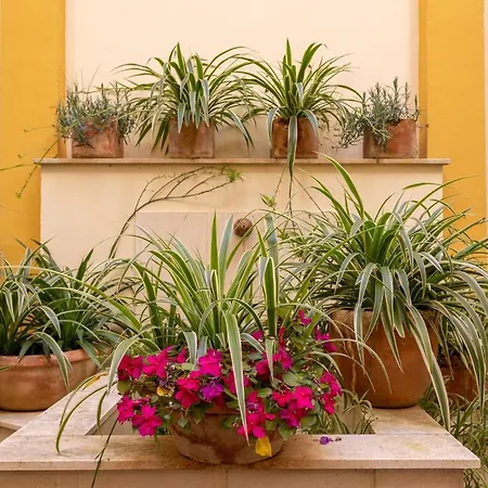 Ohliving Triana Apartamento Sevilla